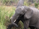 Elefant am Kwando